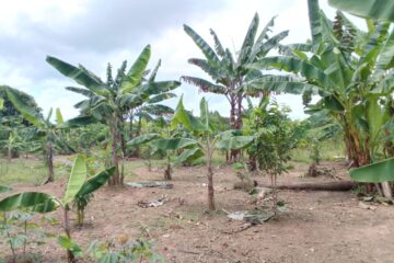 Cultivo de platano
